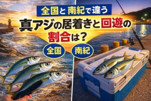 真アジには回遊型と居着き型がある。全国では「回遊7〜9、居着き1〜3」の感覚。 南紀では「回遊8〜9、居着き1〜2」の感覚。釣太郎