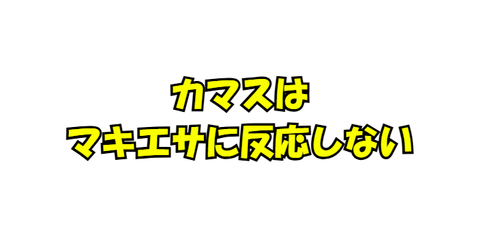 カマスがマキエサに反応しないのは、彼らがフィッシュイーターだから.釣太郎