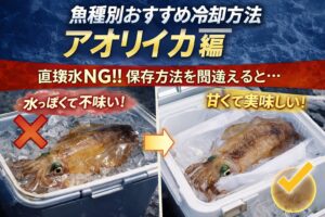 アオリイカは「冷やしすぎない」ことが正解。魚とは真逆。魚 → 一気に冷やせ・アオリイカ → 優しく冷やせ。釣太郎