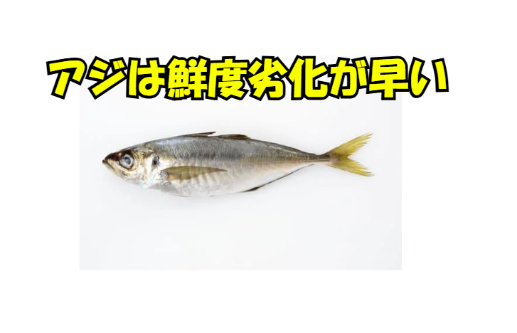 アジは鮮度劣化が早い。釣太郎