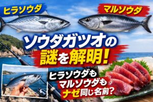 ソウダガツオとは種名ではなく“属の総称”。 ヒラソウダとマルソウダは同じソウダガツオ属に属する別種。釣太郎