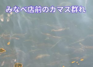 カマスの群れ簡易計算式。匹数 ＝ 群れの長さ × 群れの幅 × 1㎡あたりの尾数 × 層の数。釣太郎