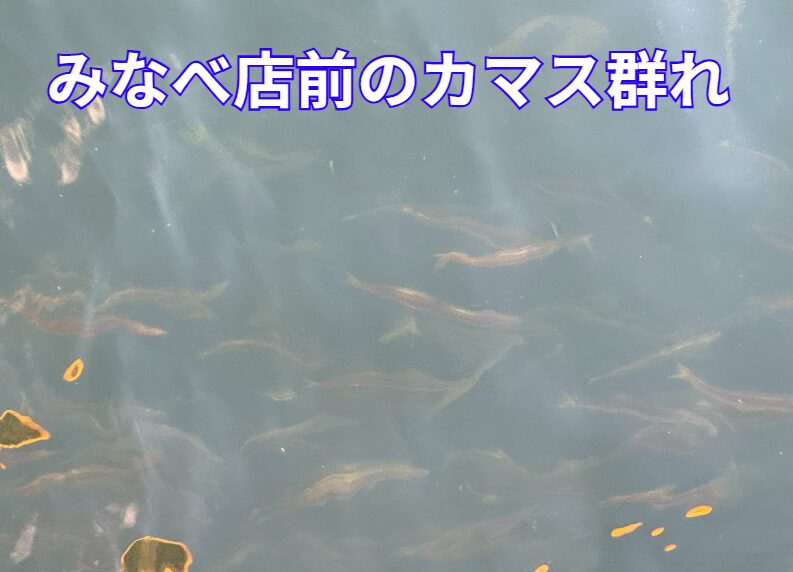 カマスの群れ簡易計算式。匹数 ＝ 群れの長さ × 群れの幅 × 1㎡あたりの尾数 × 層の数。釣太郎
