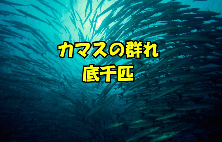 カマスの群れの最大の特徴を一言で言うと「縦に厚く、ベイト次第で爆発的に接岸し、去るのも早い」1匹釣れたら「底千匹」を信じてタナを広く探る。釣太郎