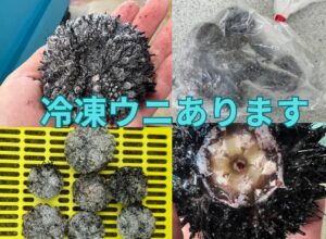 生ウニの販売はGW明けを予定しています。釣太郎