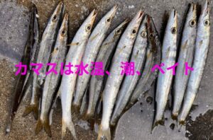 釣太郎みなべ店堤防のカマス群れは、3月30日時点で戻ってきているなら、AI的には4月上旬から中旬までは十分チャンスありと考えます。釣太郎