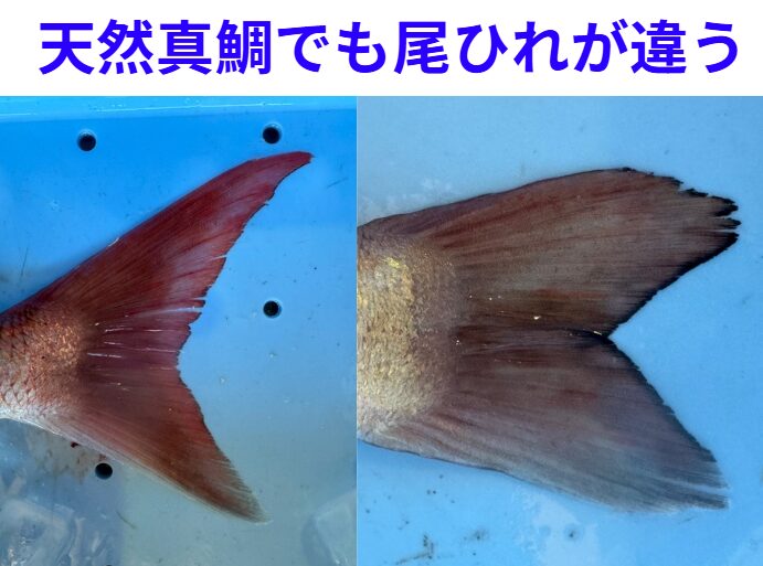 真鯛、尖った尾： 激流を潜り抜けてきた、引きの強い「パワーファイター」。 丸い尾： 地形に寄り添い、豊富なエサを食べて育った「地付きの主」。釣太郎