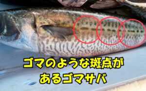 サバにゴマの様は斑点があるものはゴマサバ。釣太郎