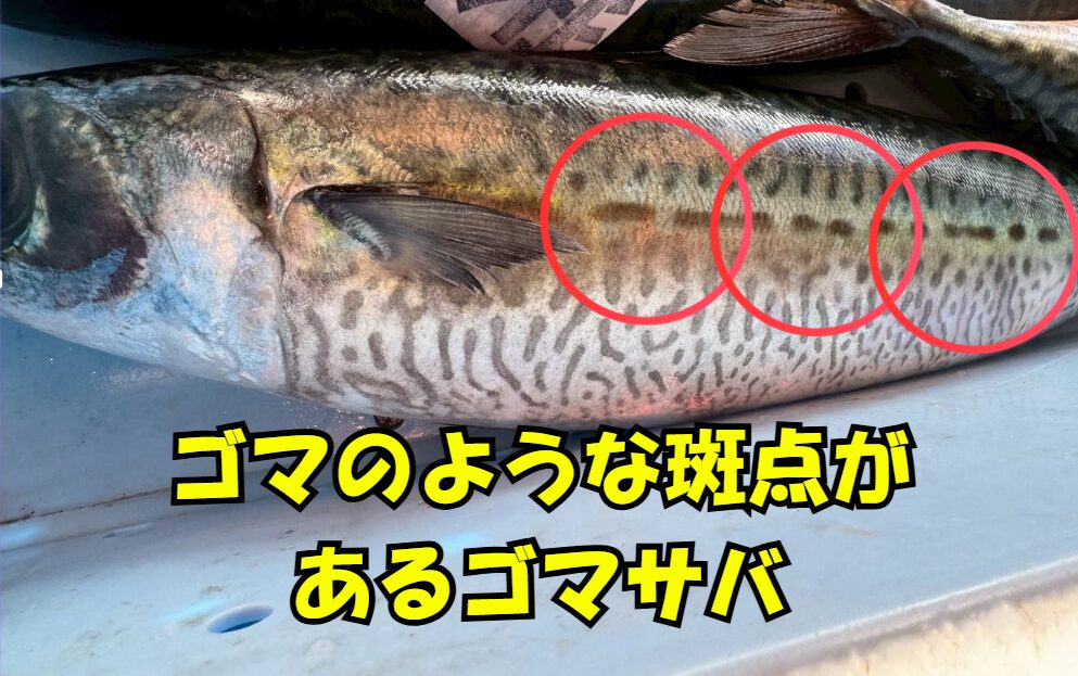 サバにゴマの様は斑点があるものはゴマサバ。釣太郎