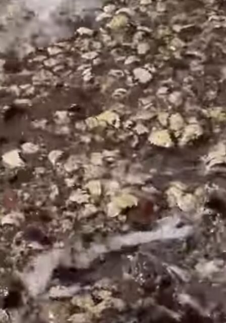 南紀の磯に牡蠣が異常に多い主な理由.釣太郎