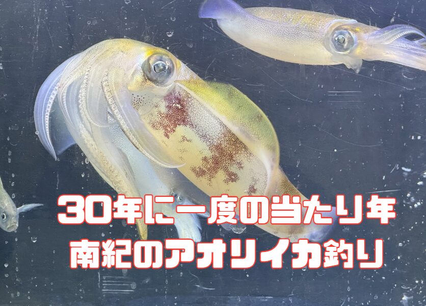 南紀のアオリイカ釣り、「30年に一度の当たり年」・黒潮安定・産卵成功・ベイト豊富・漁獲圧減少 ・水温カーブ良好。この5つが同時に揃う。釣太郎