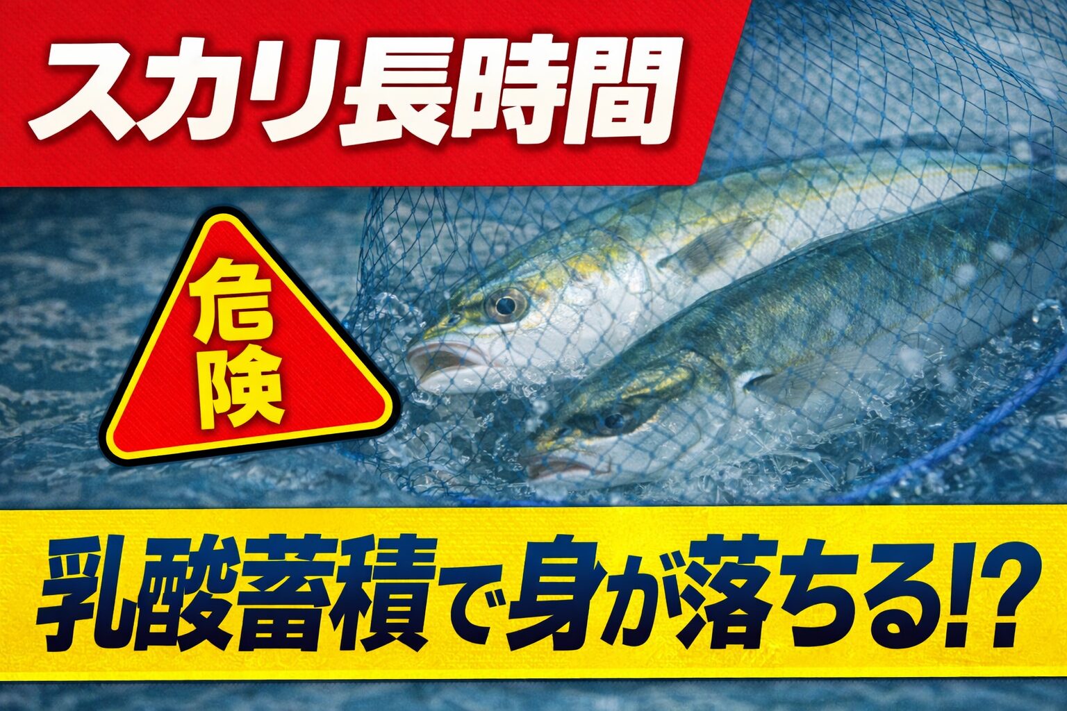魚がスカリの中で長時間泳ぎ続けると、 疲労とストレスで乳酸が蓄積し、 身質が落ちる可能性があります。釣太郎