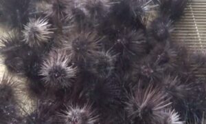 ウニしばらく入荷はありません。予約受付も致しておりません。釣太郎