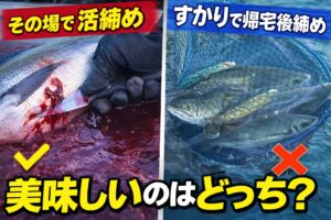 釣った魚は基本その場で活締め。特に南紀のような温暖海域では鉄則。 すかりは条件付きでアリ。しかし万能ではない。釣太郎