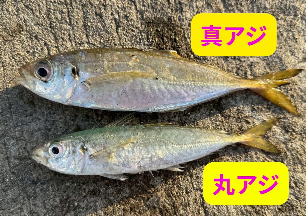 丸アジ：体高が低く、丸みを帯びた体型。群れで回遊しやすく、比較的浅場でも釣れる。真アジ：体高があり、側線がくっきり。脂が乗っていて食味が良く、深場にいることが多い。釣太郎