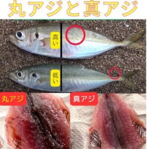 丸アジと真アジの群れは“環境”で決まる。真アジ＝安定環境の居着き群れ 。丸アジ＝変化環境の回遊群れ。混在＝環境が変わる瞬間だけ起こる特別な状態。釣太郎