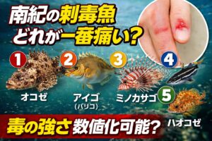 南紀の刺毒魚痛み順は 1 オニオコゼ、2 アカエイ、3 アイゴ、4 ミノカサゴ、5 ゴンズイ 6 ハオコゼ。釣太郎