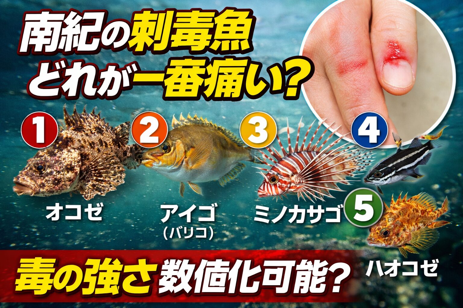 南紀の刺毒魚痛み順は 1 オニオコゼ、2 アカエイ、3 アイゴ、4 ミノカサゴ、5 ゴンズイ 6 ハオコゼ。釣太郎