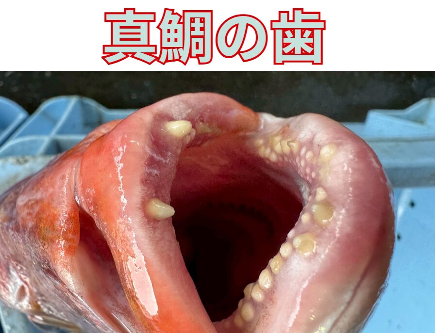 真鯛の歯は鈍いのではなく、底物を食うために最適化された独特な構造。釣太郎