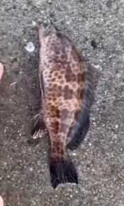 オオモンハタ仔魚がサビキ仕掛けで釣れました。釣太郎