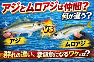 アジとムロアジは同じアジ科の魚ですが、アジ属とムロアジ属という別のグループに分かれています。ムロアジは回遊性が強く暖かい海を好むため、黒潮の影響を受ける季節に沿岸へ回遊します。釣太郎
