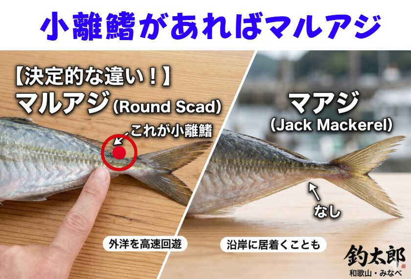 尾ひれ付近にマルアジ：小さなヒレ（小離鰭）がある。真アジはない。釣太郎