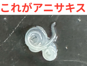 これが怖い寄生虫アニサキスです…南紀で釣った魚の生食リスクと完全対策.釣太郎