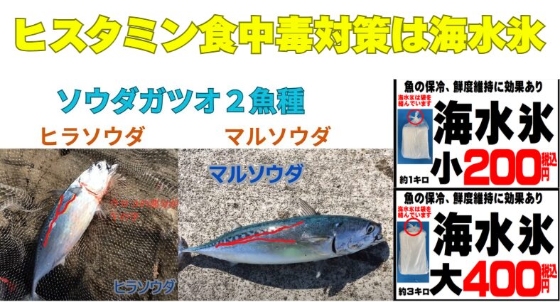 ヒスタミン食中毒は「温度管理」で防げる 鮮度が高くても危険 火を通してもダメ 冷凍しても残る だからこそ、釣り上げた瞬間から「温度を上げない」ことが全て。釣太郎