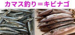 【カマス釣りのエサはなぜキビナゴが定番？】釣果が伸びる理由を徹底解説。釣太郎