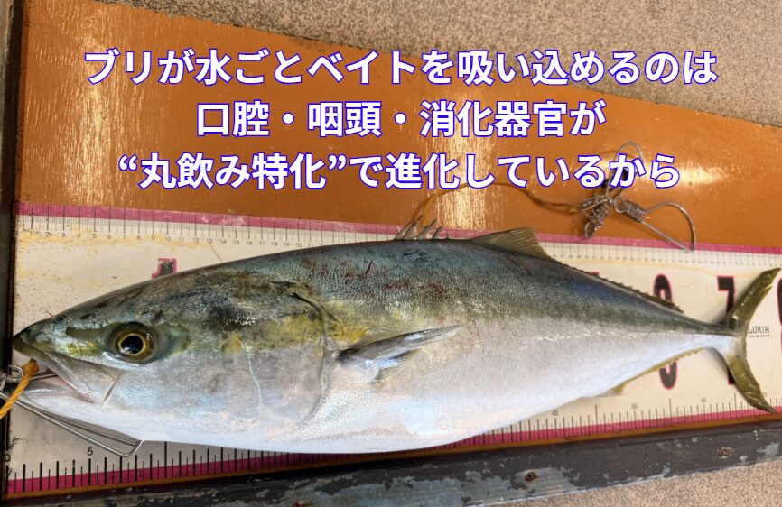 ブリが水ごとベイトを吸い込めるのは、口腔・咽頭・消化器官が“丸飲み特化”で進化しているから。釣太郎