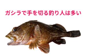 刺毒魚でないので安心し、ガシラ（カサゴ）を釣って手を切る人は多い。釣太郎