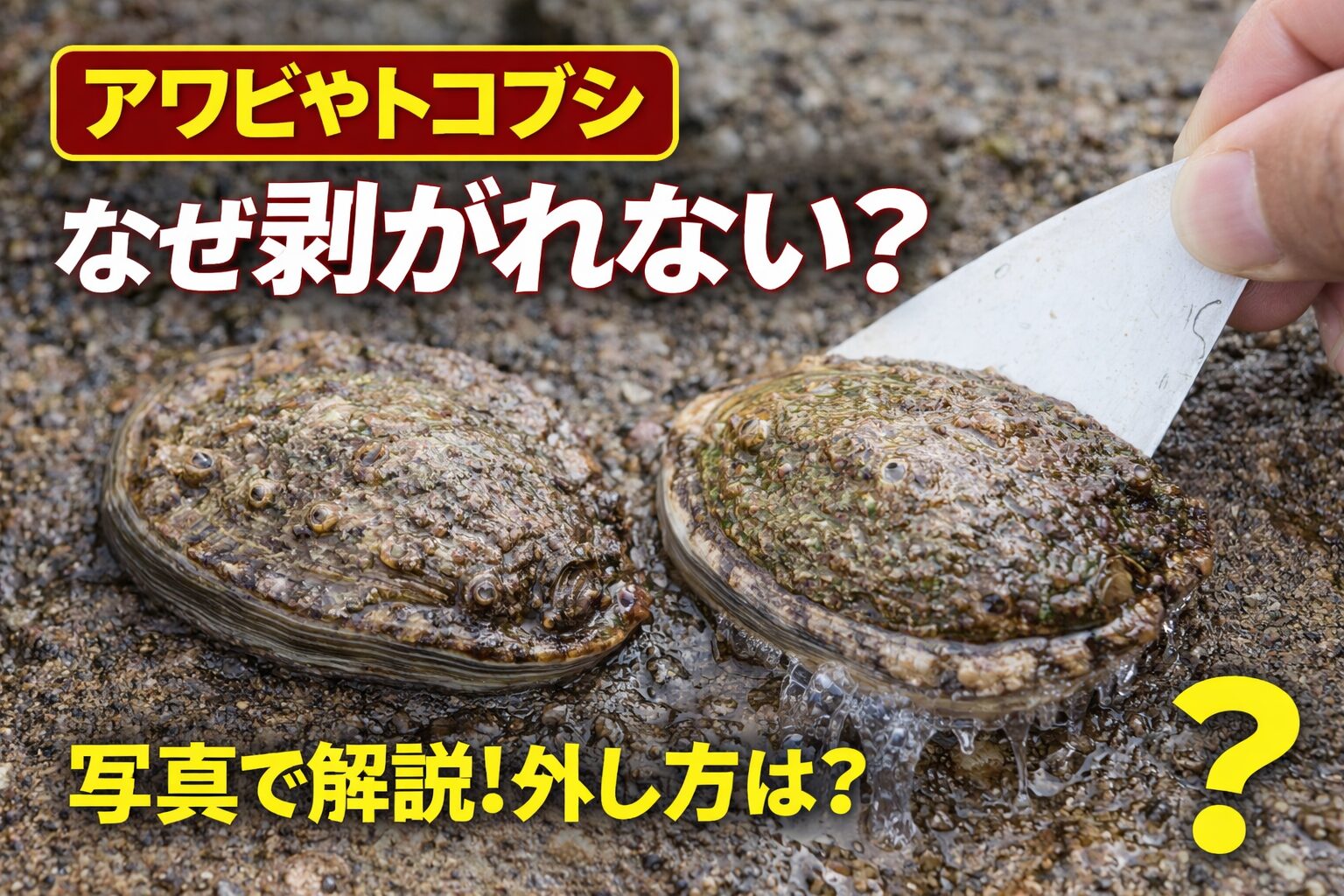アワビやトコブシが離れにくいのは、足の筋肉、粘液、陰圧、摩擦を総動員しているからです。 力は体重の何百倍にも及ぶレベルです。釣太郎