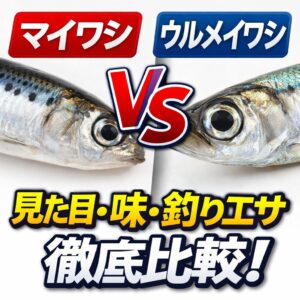エサとしてのイワシ。・活性が高い → ウルメイワシ・食い渋り → マイワシ。釣太郎
