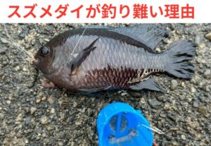 スズメダイは 「ついばむ」「口が小さい」「警戒心が強い」「エサ取りが上手い」 という4つの要素が重なり、釣りにくい魚になっています。釣太郎