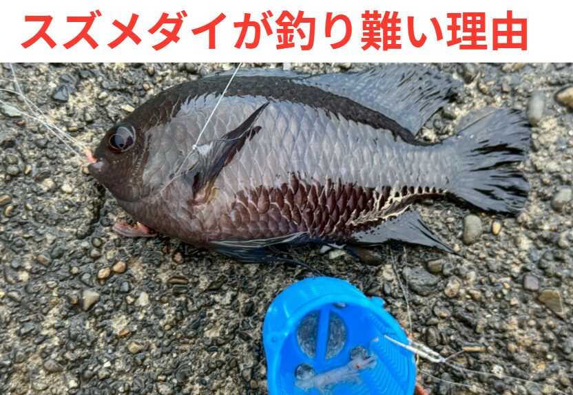 スズメダイは 「ついばむ」「口が小さい」「警戒心が強い」「エサ取りが上手い」 という4つの要素が重なり、釣りにくい魚になっています。釣太郎
