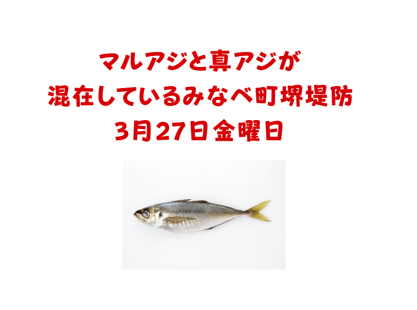 マルアジとマアジが混在している本日27日金曜日の釣太郎みなべ店前堤防。