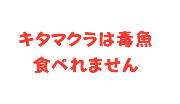 キタマクラは、南紀の堤防でも一年中よく見られる“小型でカラフルな毒フグ”で、強烈なエサ取り能力と皮膚の強毒が最大の特徴。釣太郎