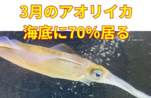 3月の南紀では、アオリイカが海底付近にいる時間は「1日の55〜80％」釣太郎