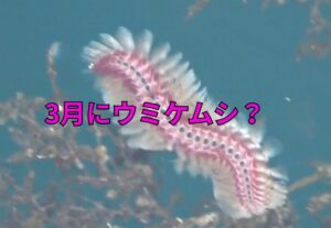 ウミケムシは夏の定番ですが、今日はまだ3月28日。釣太郎
