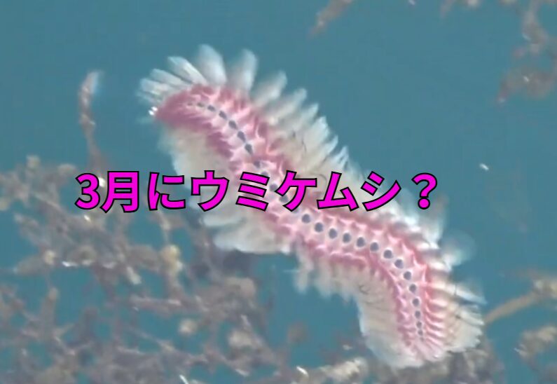 ウミケムシは夏の定番ですが、今日はまだ3月28日。釣太郎
