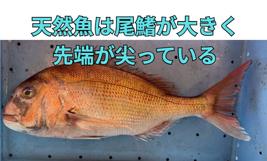 天然魚と養殖魚の見分け方は「尾鰭」と「胸ビレ」が最重要ポイント！尾鰭が大きく尖っていて、胸ビレが長く鋭い魚は天然の可能性が高いです。釣太郎