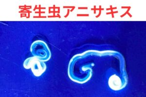 アニサキスが騒がれる理由とは？動く寄生虫のリアル映像＋症状・予防・注意点まとめ。釣太郎