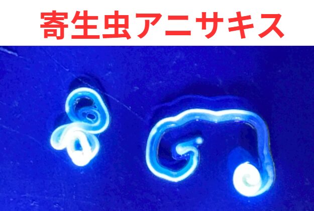 アニサキスが騒がれる理由とは？動く寄生虫のリアル映像＋症状・予防・注意点まとめ。釣太郎