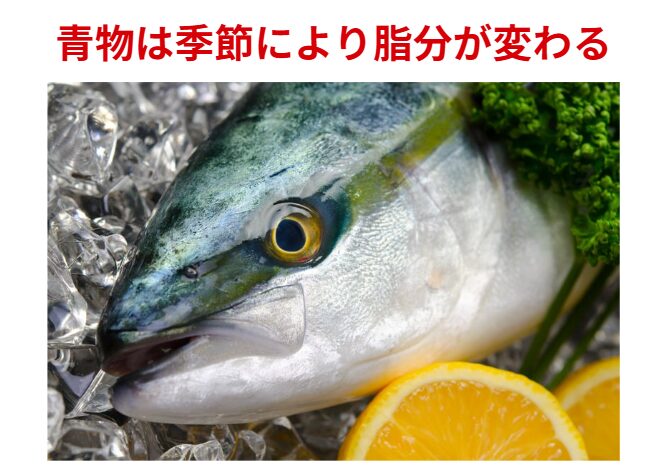 青物魚の脂乗りは「ただの味の話」じゃなくて、 水温・ベイト・代謝が織りなす自然のサバイバル戦略。釣太郎