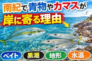南紀で青物やカマスが岸に寄る最大の理由は、ベイトが岸に寄るから。 そこにさらに、黒潮の影響。潮通しの良さ。地形変化。水温の合致。朝夕の捕食タイミング。釣太郎