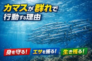 カマスが群れで行動する理由は 「生存率を最大化するための戦略」釣太郎