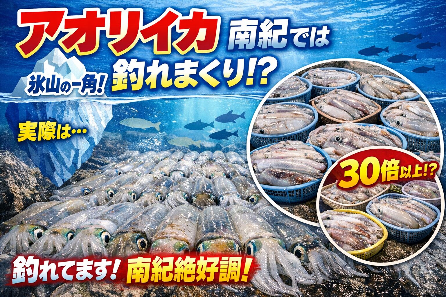 釣太郎お持ち込み数から逆算すると── 南紀全体では、その約30倍のアオリイカが毎日釣れていると推測できます。