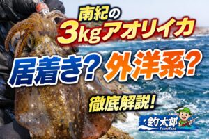 南紀で3kgアオリイカを狙うなら、外洋系の回遊タイミングを狙うのが最も合理的。 居着き型は数は多いが、サイズは2kg前後が限界。釣太郎