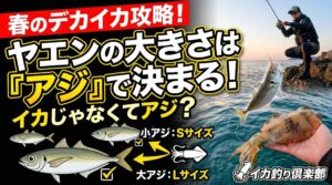アオリイカ釣り入門。「大物には大きいヤエン」という固定観念を捨て、まずは手元のアジとヤエンを並べてシミュレーションしてみてください。釣太郎