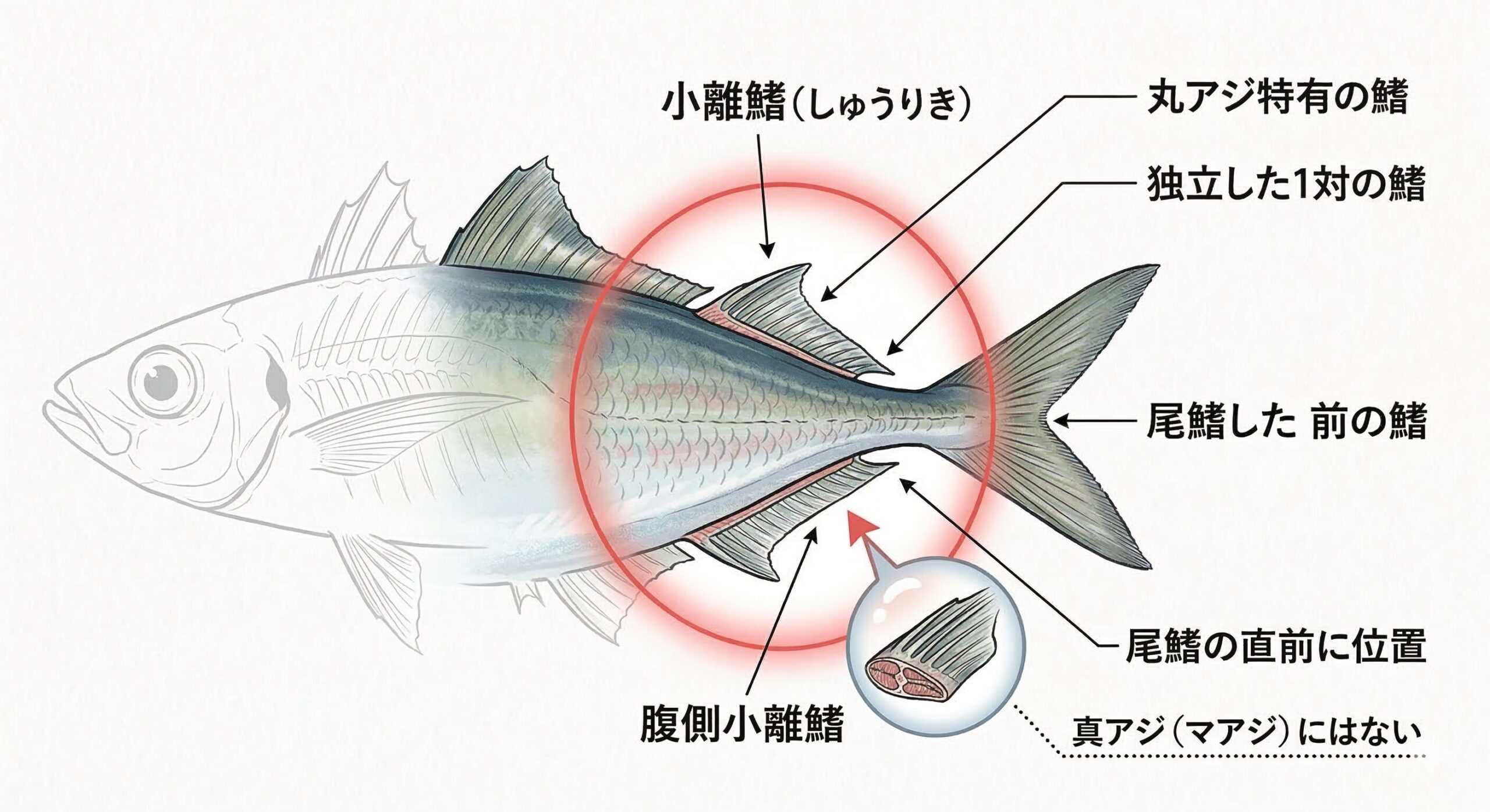 丸アジの小離鰭は、まさに「外洋を颯爽と駆け抜けるための進化の結晶」サビキ釣り入門。釣太郎